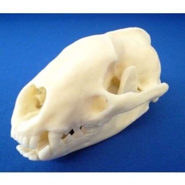 ESP Model Badger Skull (ZKA-035-B)