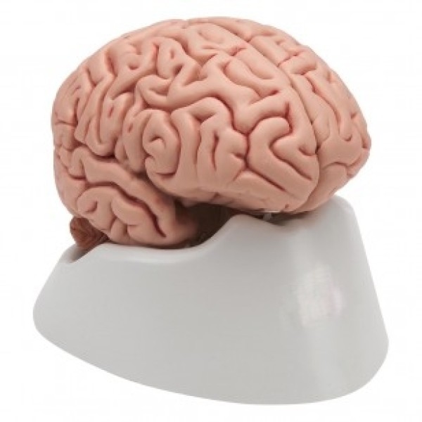 ESP Model Brain Life-Size, 5-Part (ZKH-247-C)