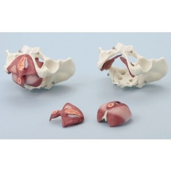 ESP Model Composite Pelvis/Pelvic Floor (ZKK-267-A)