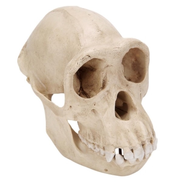 ESP Model Chimpanzee Skull Plastic (ZKA-040-C)