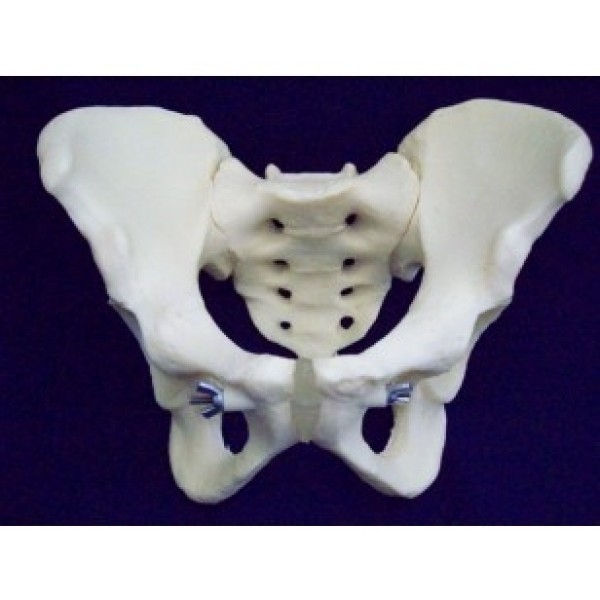 ESP Model Articulated Pelvis, Male (ZJY-592-R)