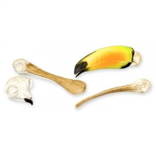 ESP Model Animal Adaptation Skull Kit - Birds (ZKA-214-T)