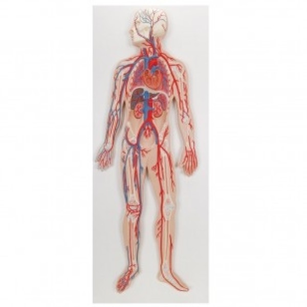 ESP Model Circulatory System 1/2 Size (ZKJ-697-D)