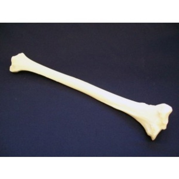 ESP Model Tibia (ZJY-240-080S)