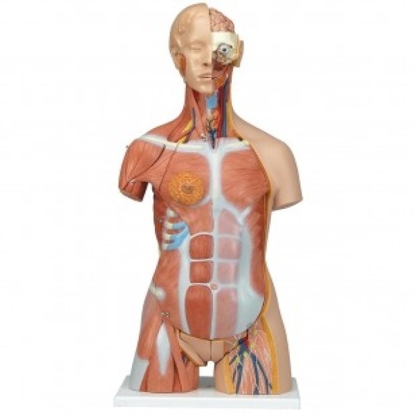 ESP Model Torso 31 Parts with Head Muscles and Open Back (ZKJ-219-M)