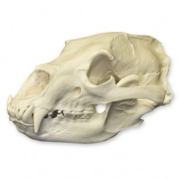 ESP Model American Black Bear Skull (ZKA-200-B)