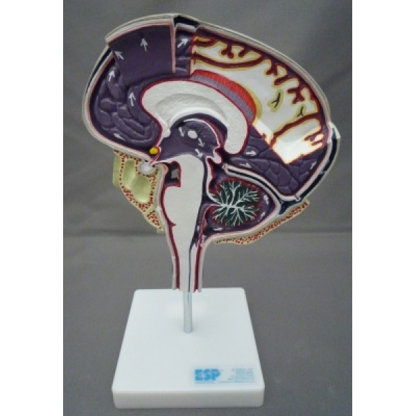 ESP Model Cerebrospinal Fluid Circulation (ZKH-268-B)