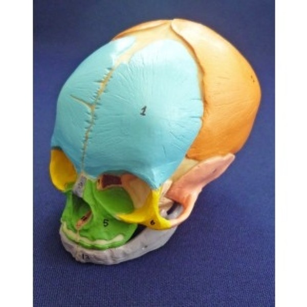ESP Model Foetal Skull (ZJY-416-D)