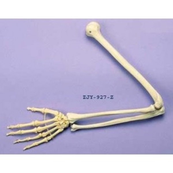 ESP Model Arm Articulated (ZJY-927-Z)