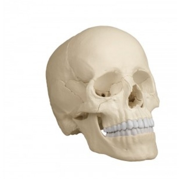 ESP Model 22-Part Skull, Magnetic, Anatomical Colour (ZJY-341-M)