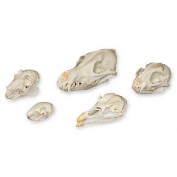 ESP Model Predator & Prey Skull Set (ZKA-206-P)