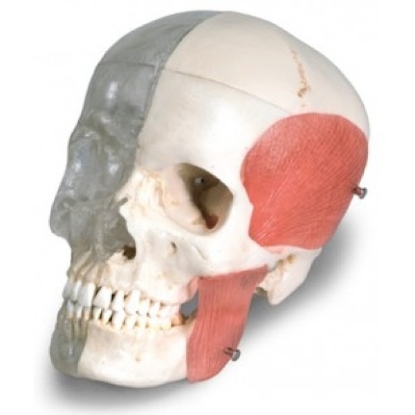 ESP Model Skull, Transparent Bone, Life-Size, 8-Part (ZJY-388-H)