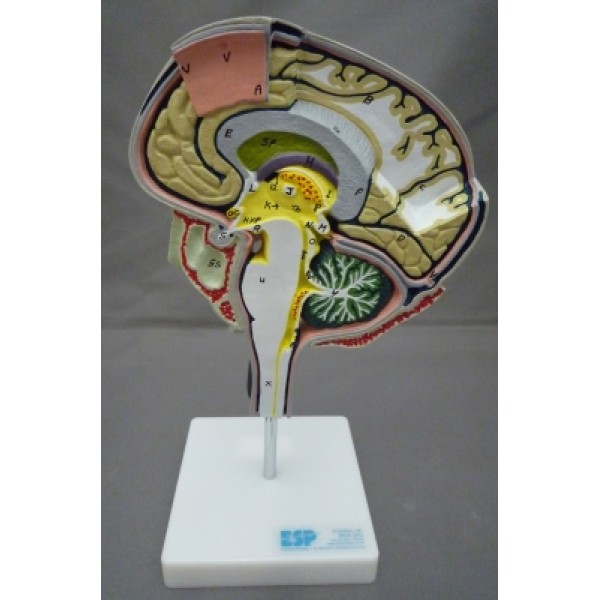 ESP Model Brain Section (ZKH-266-N)
