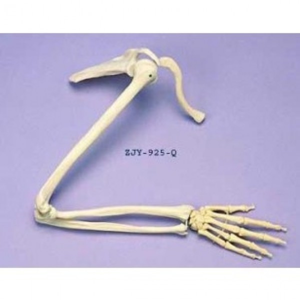 ESP Model Arm & Shoulder Articulated (ZJY-925-Q)