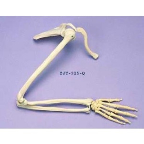 ESP Model Arm & Shoulder Articulated (ZJY-925-Q)