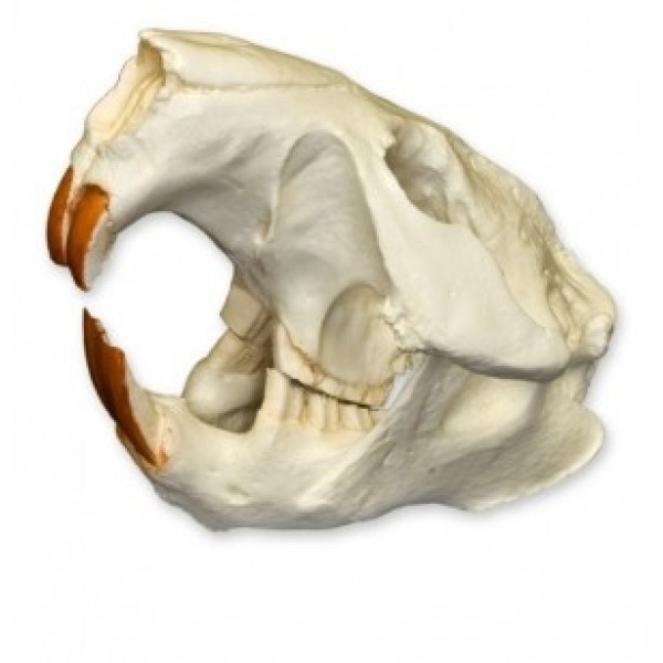 ESP Model American Beaver Skull (ZKA-216-M)