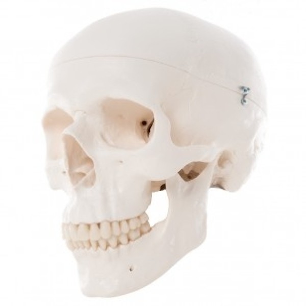 ESP Model Skull, 3 Part Standard (ZJY-360-N)