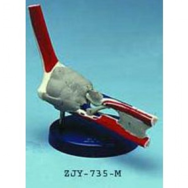 ESP Elbow Joint Painted Ligamented (ZJY-735-M)