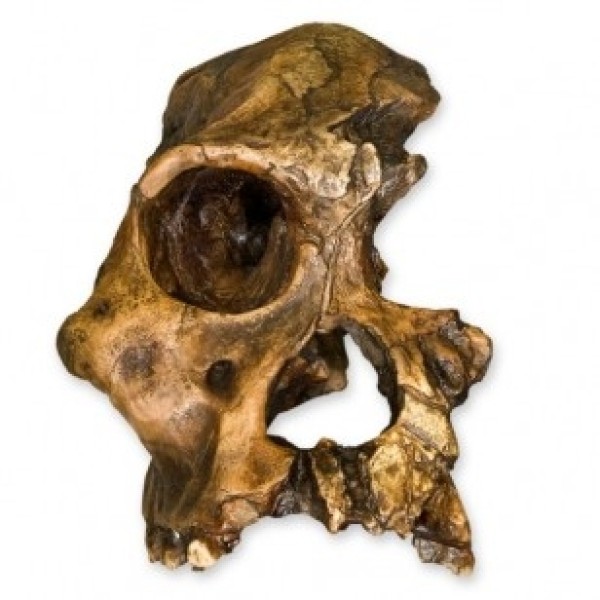 ESP Model STS-71 A. Africanus Skull (ZJY-582-A)