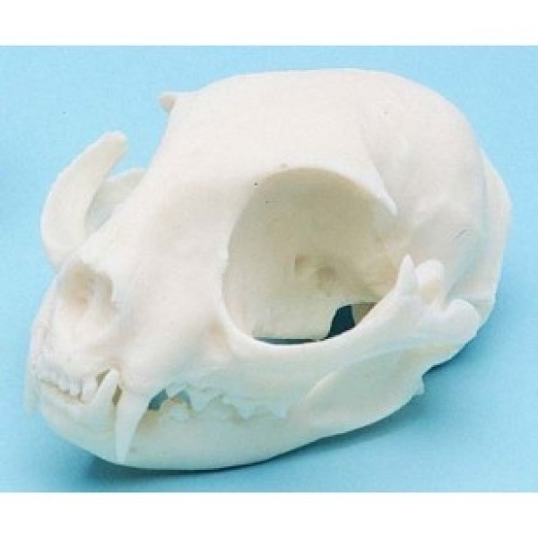 ESP Model Cat Skull Plastic (ZKA-010-C)
