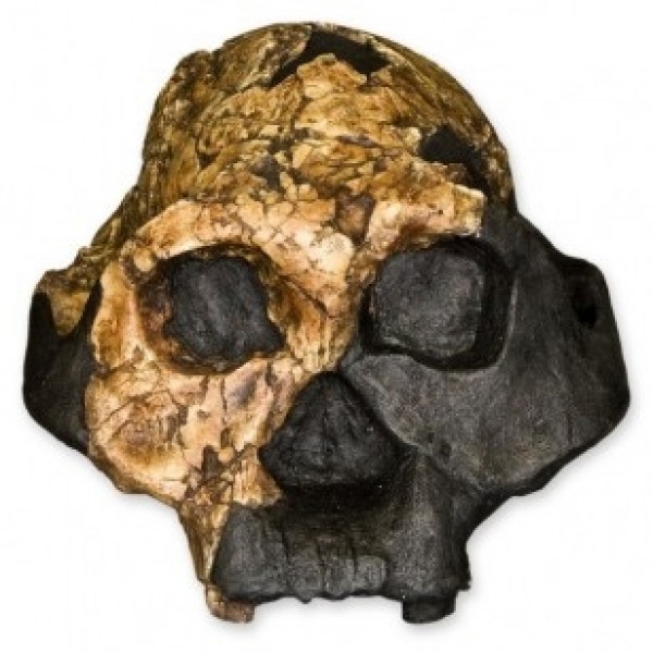 ESP Model A. Boisei Female Skull (ZJY-578-B)
