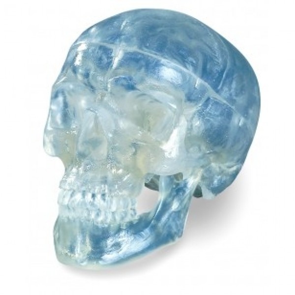 ESP Model 3 Part Skull, Transparent, Life-Size (ZJY-361-T)