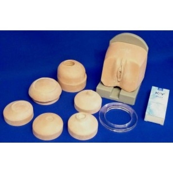 ESP Model Cervix Examination Set (ZKK-488-C)