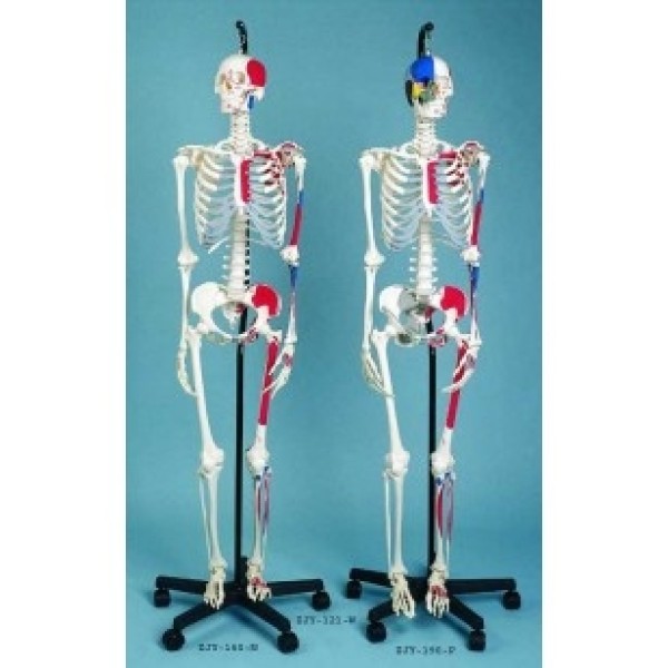 ESP Model Skeleton Showing Muscular Attachments, 3 Part Skull (ZJY-161-X)