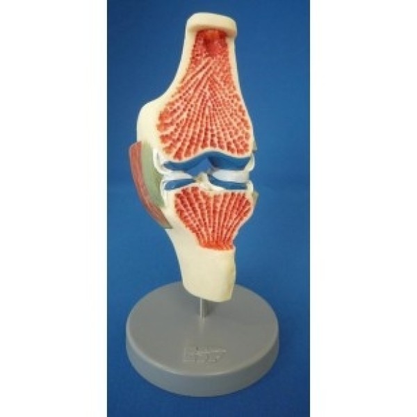 ESP Model Synovial Joint on Stand (ZJY-942-S)
