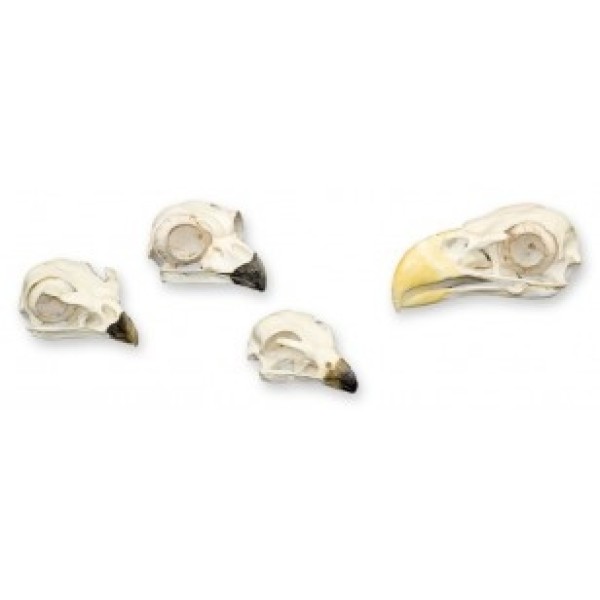 ESP Model Bird of Prey Skull Kit (ZKA-208-B)