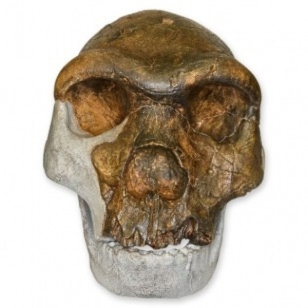ESP Model Bodo Skull (ZJY-522-H)