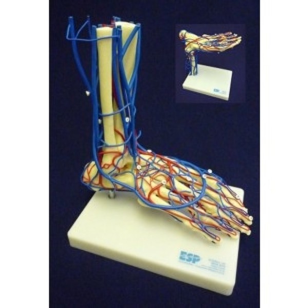 ESP Model Vascular Foot (ZKJ-691-F)