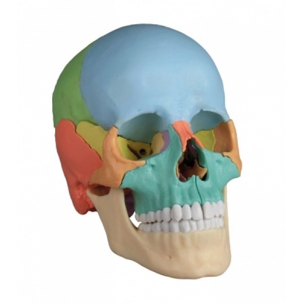ESP Model 22-Part Skull, Magnetic, Didactic (ZJY-344-D)