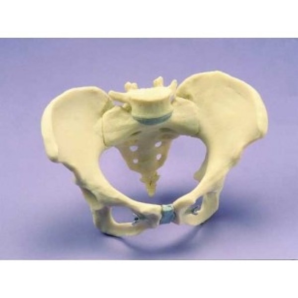 ESP Model Articulated Pelvis, Female (ZJY-590-G)