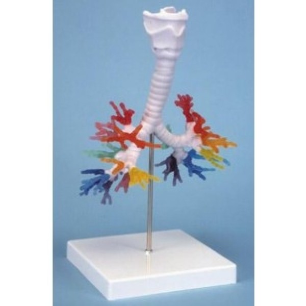 ESP Model Bronchial Tree with Larynx (ZKJ-658-B)