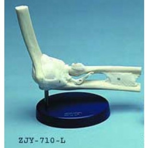 ESP Elbow Joint Ligamented (ZJY-710-L)