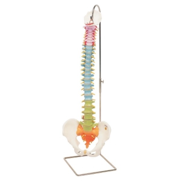 ESP Model Vertabral Column Coloured (ZJZ-160-C)