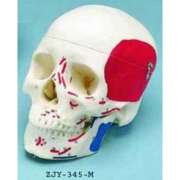 ESP Model Painted Skull, to show Muscles (ZJY-345-M)