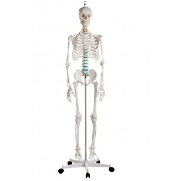 ESP Model Skeleton, Standard School Quality (ZJY-111-S) 