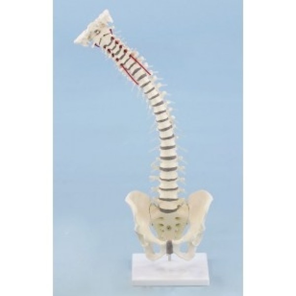 ESP Model Vertabral Column with Removable Pelvis (ZJZ-193-R)