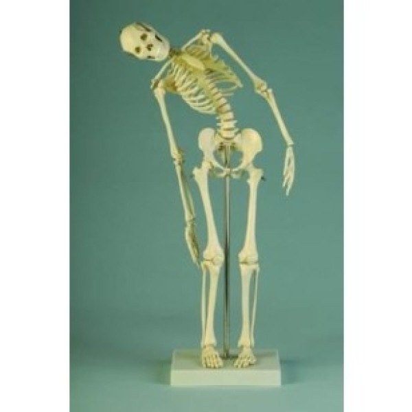 ESP Model Miniature Skeleton with Flexible Spine (ZJY-275-Q)