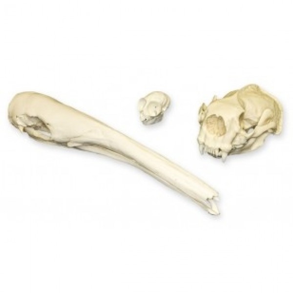 ESP Model Animal Adaptation Skull Kit - Mammals (ZKA-212-A)