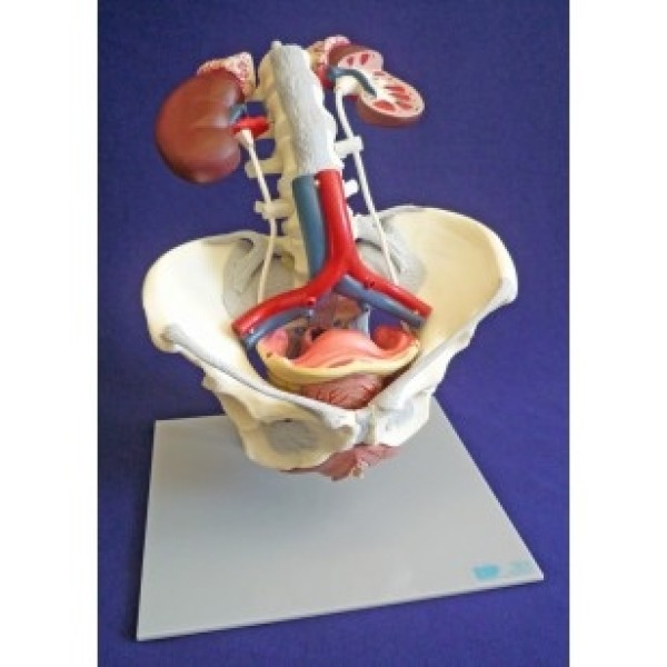 ESP Model Urogenital Organs, Female (ZKK-168-C)