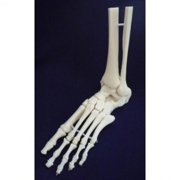 ESP Model Ankle Joint Movable (ZJY-900-X)