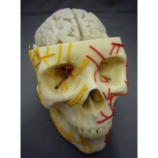 ESP Model Brain in Skull (ZKH-180-S)