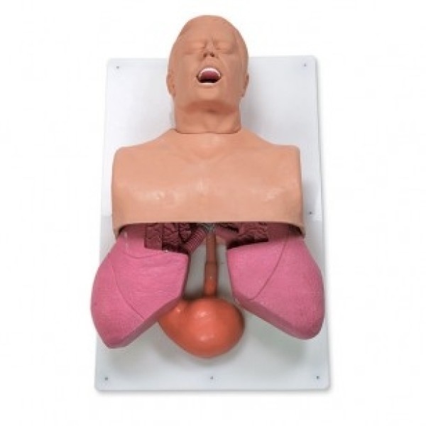 ESP Model Airway Management Trainer Adult (ZKJ-323-K)