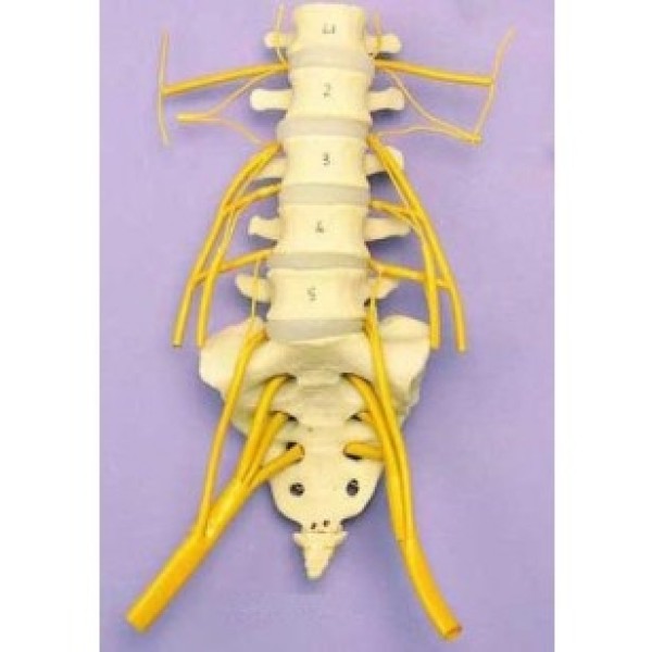 ESP Model Lumbar Vertebrae (ZJY-995-N)
