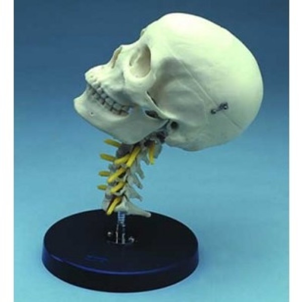ESP Model Cervical Skull (ZJY-405-C)