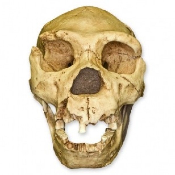 ESP Model Atapuerca 5 Skull (ZJY-538-A)