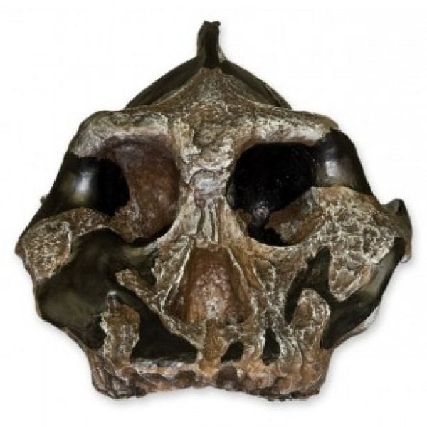 ESP Model Australopithecus aethiopicus KNM WT-1700 Skull (ZJY-570-B)